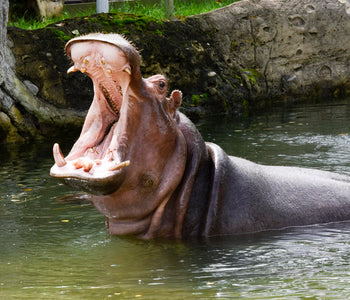 We are OPEN for you to order metal photo prints !!!